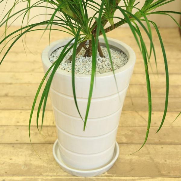 観葉植物 おしゃれ：とげあり姫タコノキ (蛸の木) *パンダナス 陶器鉢