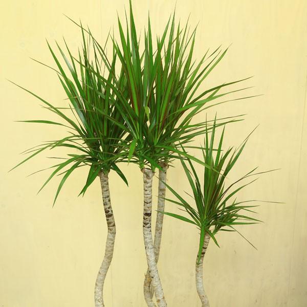 観葉植物：ドラセナ コンシンネ 龍*プラポット 佐川発送 : 遊恵盆栽