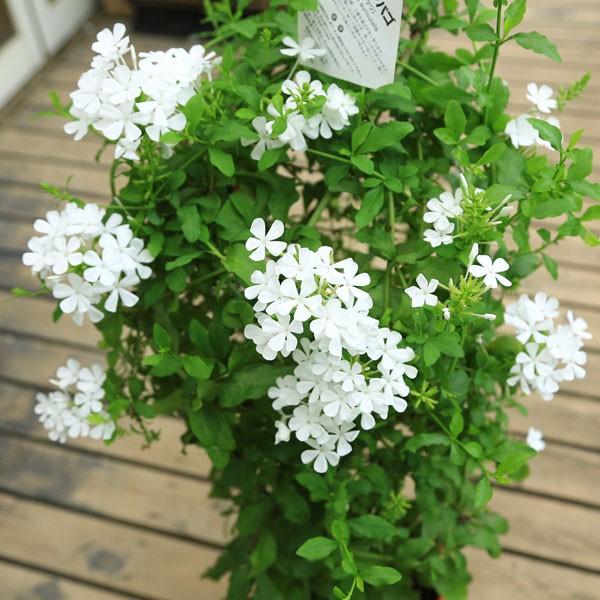 観葉 鉢花 ルリマツリ 瑠璃茉莉 プルンバーゴ 7号 開花終了 F0390 遊恵盆栽 Yahoo 店 通販 Yahoo ショッピング