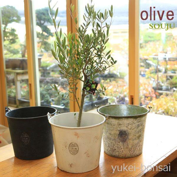 観葉植物 おしゃれ：オリーブの木*SOUJU（創樹)ブリキのバケツセット