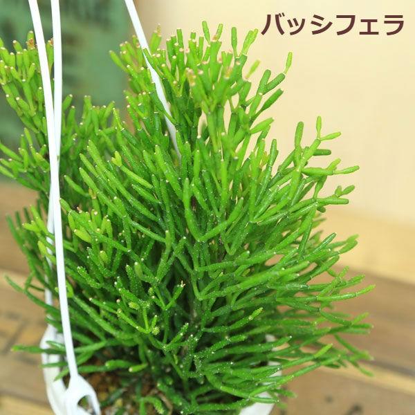 観葉植物：リプサリス （吊り鉢）*4号 多肉植物 : 遊恵盆栽 Yahoo!店