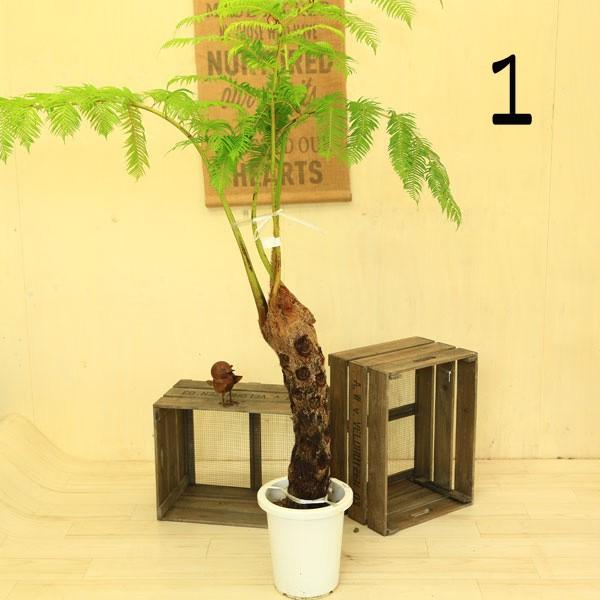 観葉植物：ヒカゲヘゴ（ヘゴシダ）*8号 (現品選べます） (大型便配送