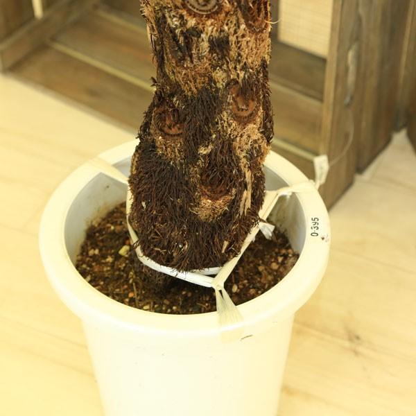 観葉植物：ヒカゲヘゴ（ヘゴシダ）*8号 (現品選べます） (大型便配送