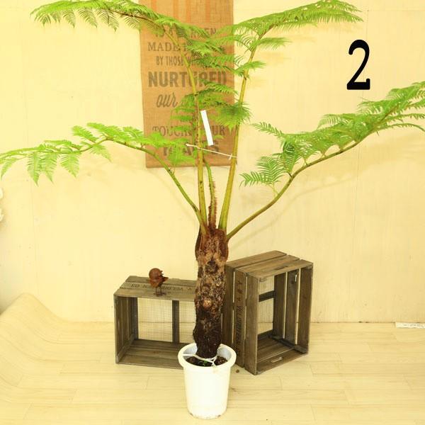 観葉植物：ヒカゲヘゴ（ヘゴシダ）*8号 (現品選べます） (大型便配送