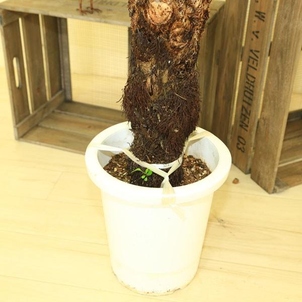 観葉植物：ヒカゲヘゴ（ヘゴシダ）*8号 (現品選べます） (大型便配送