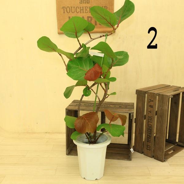 シーグレープ　8号　150センチ白鉢　現品 Amazon｜現品販売 観葉植物 シーグレープ ココロバ 8号 高さ