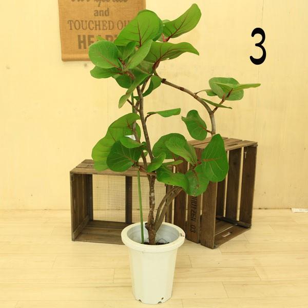 観葉植物：シーグレープ ココロバ*8号 現品選べます(大型便配送