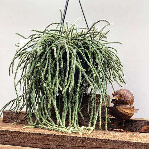 観葉植物:リプサリス ホリダ*吊り鉢 大サイズ : 遊恵盆栽 Yahoo!店