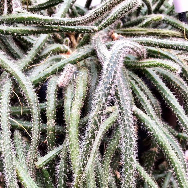 観葉植物 リプサリス ホリダ 吊り鉢 大サイズ F0600 遊恵盆栽 Yahoo 店 通販 Yahoo ショッピング