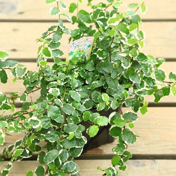 観葉植物 おしゃれ 苗 フィカス プミラ サニーホワイト 2個セット ぷみら F0612 遊恵盆栽 Yahoo 店 通販 Yahoo ショッピング