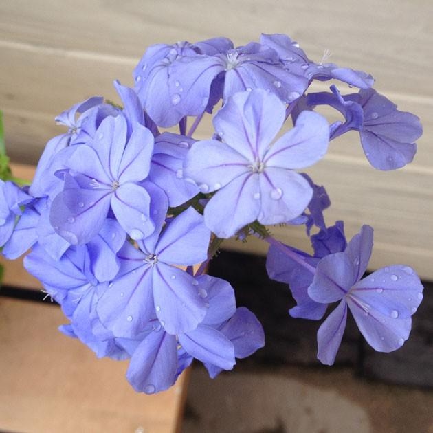 観葉植物 ルリマツリ 瑠璃茉莉 プルンバーゴ ブルー ホワイト選べます 5号 F0705 遊恵盆栽 Yahoo 店 通販 Yahoo ショッピング