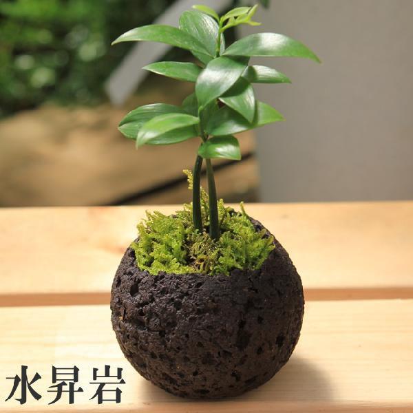 話題の行列 観葉植物 梛 ナギ 小鉢植え 苔付き 鉢を選べます Bonsai ご神木 縁起の良い お守り お祝い プレゼント