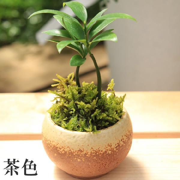 観葉植物：梛　ナギ 小鉢植え　苔付き*鉢を選べます　bonsai　ご神木 縁起の良い お守り お祝い プレゼント｜y-bonsai｜04