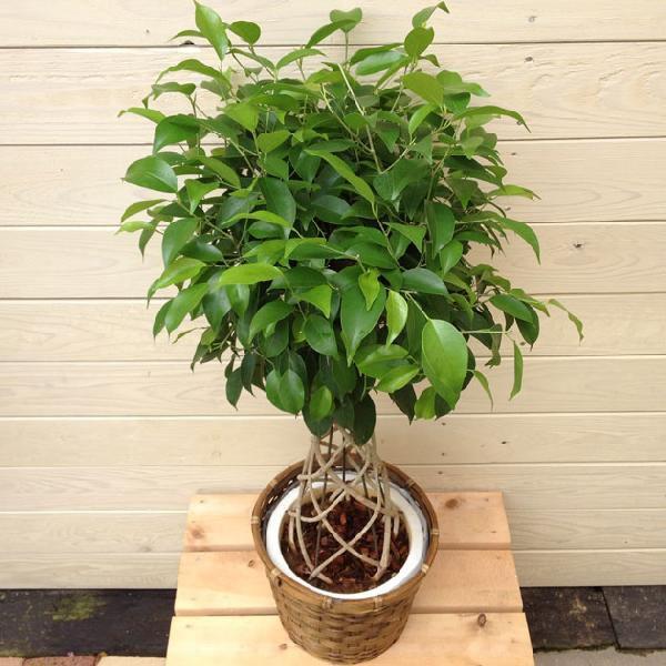 観葉植物　ベンジャミン 観葉植物)ベンジャミン（ベンジャミナ） ”リッチ” (編み込みスタンド
