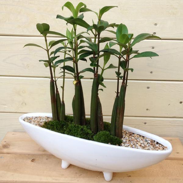 植木鉢（未使用品） トッピングPOT オリーブグリーン 2.5寸用 日本製 ポット 鉢 植物