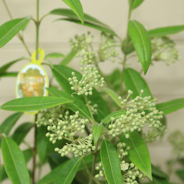 観葉植物 鉢花 レモンマートル ５号 F01 遊恵盆栽 Yahoo 店 通販 Yahoo ショッピング