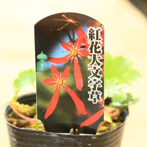 大文字草　山採り直送　5株 楽天市場】予約販売 大文字草苗 正美 9cmポット ダイモンジソウ