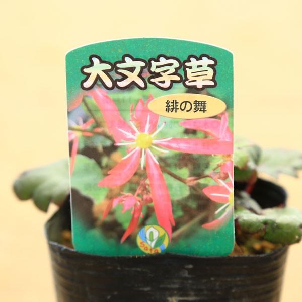苗：花苗 山野草 大文字草*ダイモンジソウ 2個セット 花色おまかせ