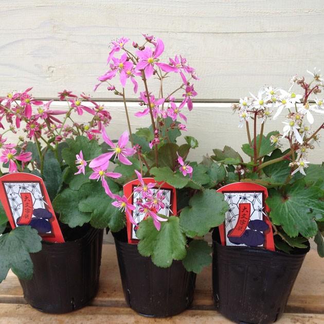 苗：花苗 山野草 大文字草*ダイモンジソウ 2個セット 花色