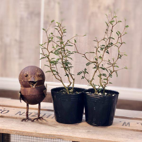 観葉植物 盆栽風にも洋風鉢にも合います：ソフォラ （メルヘンの木）*2