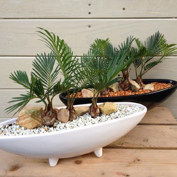 観葉植物：蘇鉄（ソテツ） 3本立((陶器鉢（舟形）／ホワイトorブラック