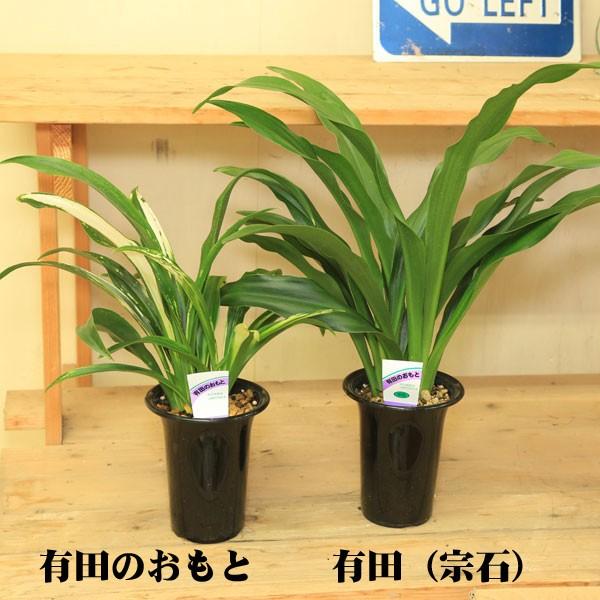 おもと 観葉植物：オモト・4号*万年青(受皿付き) : 遊恵盆栽 Yahoo!店