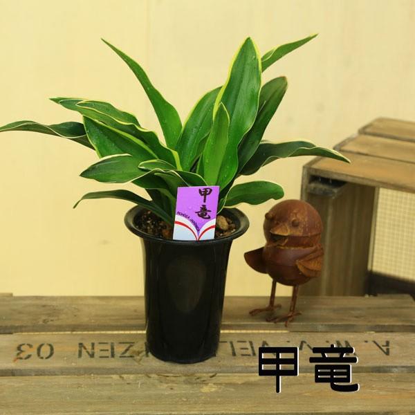 おもと 観葉植物：オモト・4号*万年青(受皿付き) : 遊恵盆栽 Yahoo!店