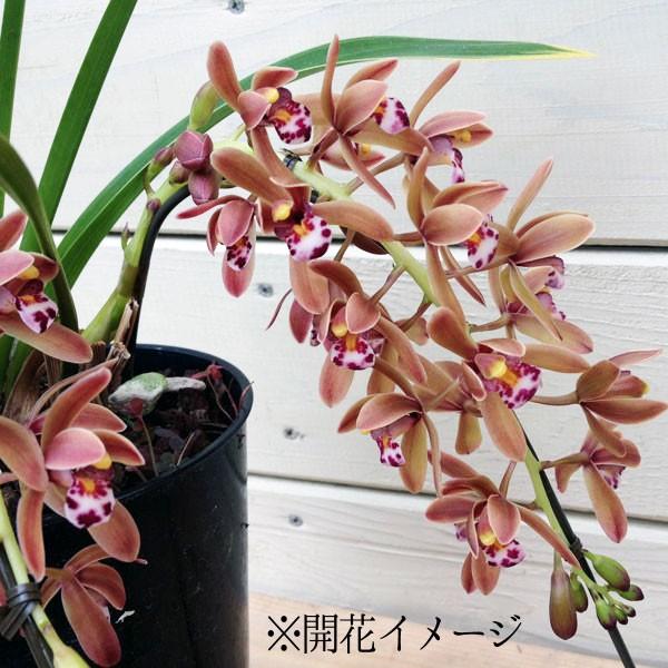 庭木 ミツバチ誘引：金稜辺（キンリョウヘン）*シンビジウム : 遊恵