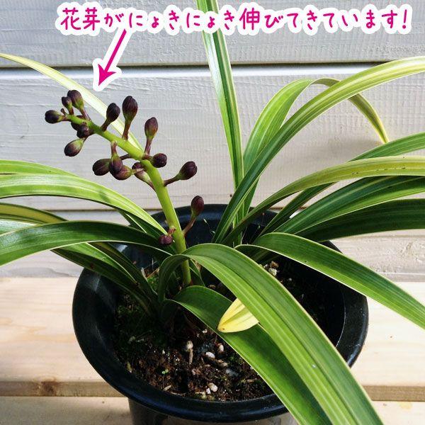 花芽つきキンリョウヘン（金陵辺）＆ニホンミツバチ巣箱 “ハチミツ採集