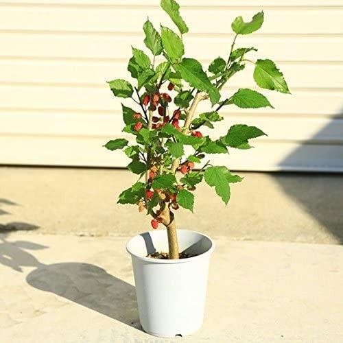 庭木・果樹苗：桑の実／スイートマルベリー* : 遊恵盆栽 Yahoo!店