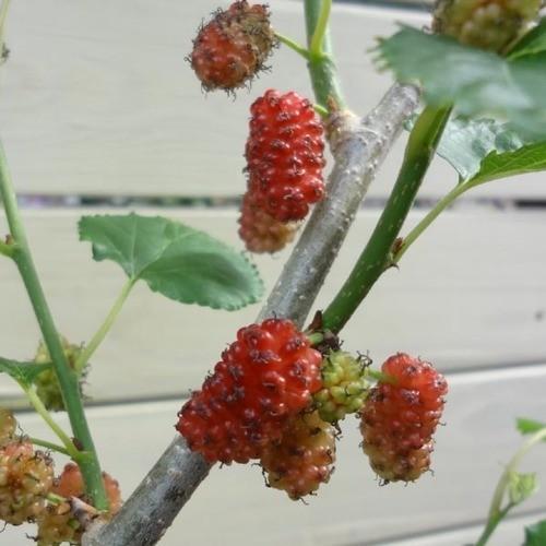 庭木・果樹苗：桑の実／スイートマルベリー* : 遊恵盆栽 Yahoo!店