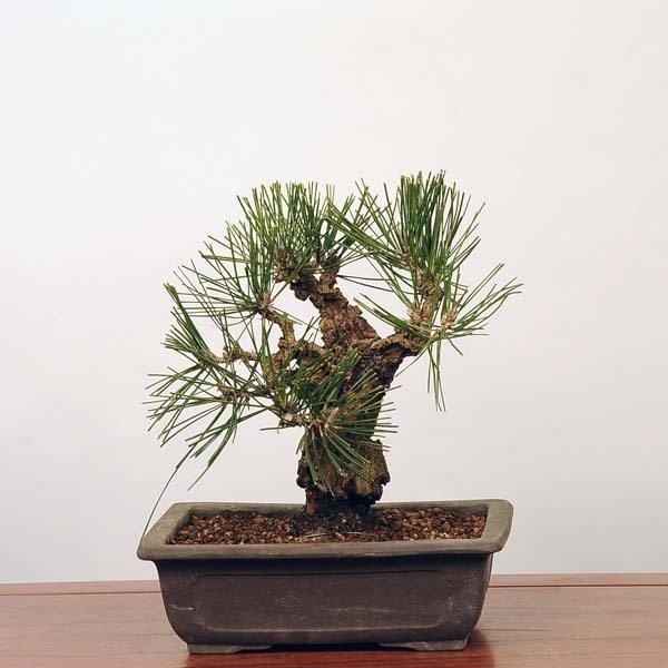 中品盆栽:錦黒松* 錦松ニシキマツにしきまつ幹肌鉢植え 和 お 中品盆栽:錦黒松* 錦松ニシキマツにしきまつ幹肌鉢植え 和 お