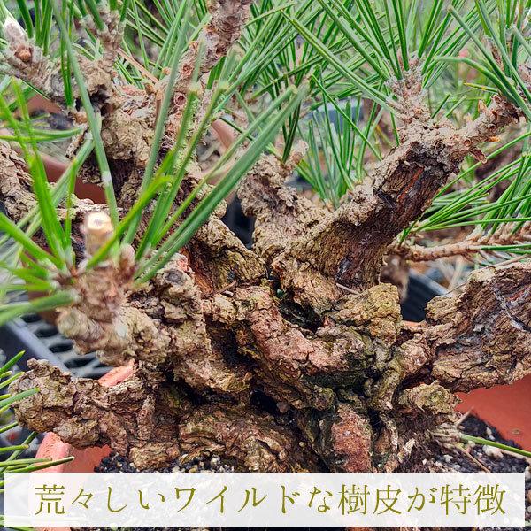 中品盆栽：錦黒松* 錦松ニシキマツにしきまつ幹肌鉢植え 和 お花見 誕生日 祝 旭山桜 プレゼントにも bonsai｜y-bonsai｜03