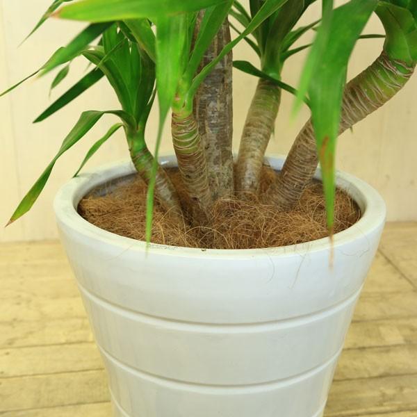 観葉植物：ドラセナ “ドラコ”*陶器鉢 受け皿付 佐川大型便配送 現品
