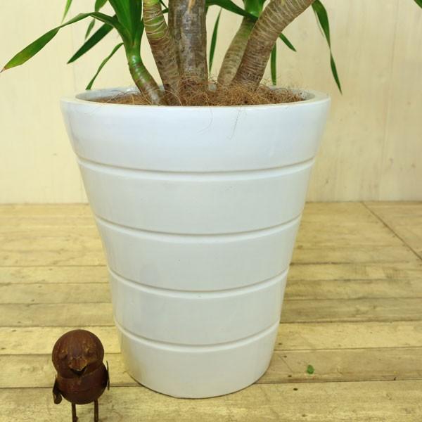 観葉植物：ドラセナ “ドラコ”*陶器鉢 受け皿付 佐川大型便配送 現品