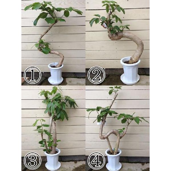 観葉植物：ブラッサイア（バッサイア）（6号・大）*樹形を選べます