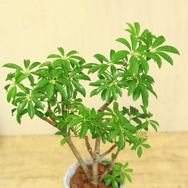 観葉植物：シェフレラ コンパクタ クイーン*ロゼッタトールL 受け皿付