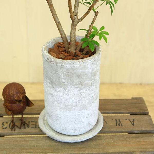 観葉植物：シェフレラ コンパクタ クイーン*ロゼッタトールL 受け皿付