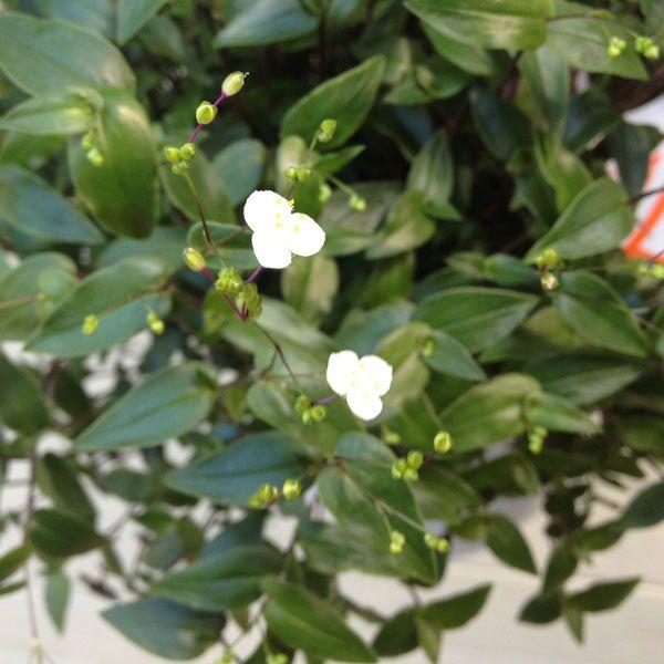 観葉植物 鉢花 吊り鉢 ブライダルベール 6号 F1429 遊恵盆栽 Yahoo 店 通販 Yahoo ショッピング