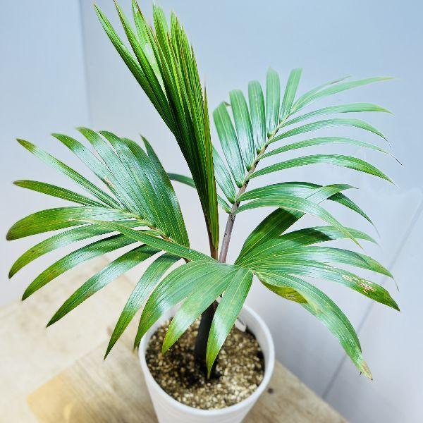 おしゃれ 観葉植物・希少:トックリヤシ(徳利椰子)*とっくりやし おしゃれ 観葉植物・希少:トックリヤシ(徳利椰子)*とっくりやし