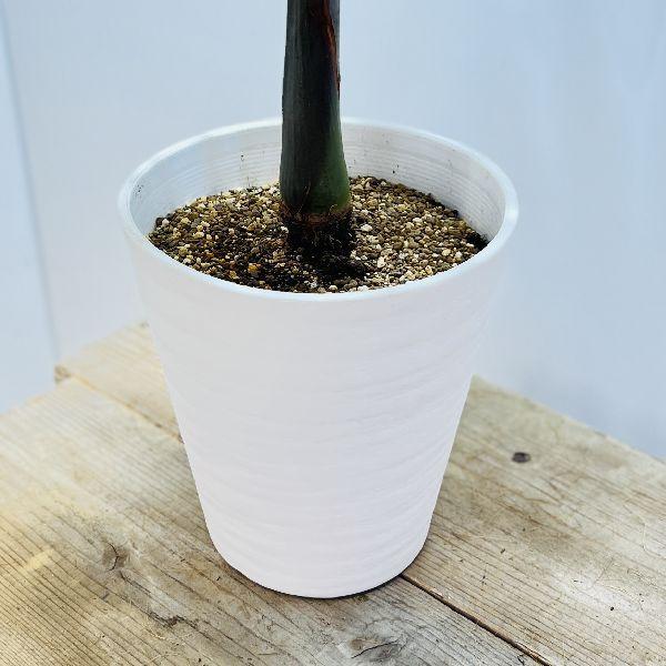 おしゃれ 観葉植物・希少:トックリヤシ(徳利椰子)*とっくりやし おしゃれ 観葉植物・希少:トックリヤシ(徳利椰子)*とっくりやし