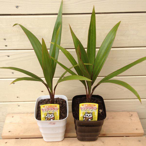 観葉植物・希少：トックリヤシ(徳利椰子)*白鉢S : 遊恵盆栽 Yahoo!店