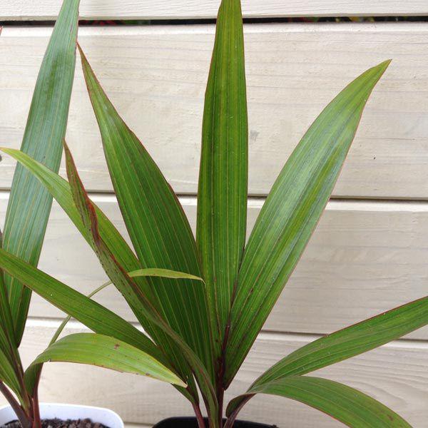 観葉植物・希少：トックリヤシ(徳利椰子)*白鉢S : 遊恵盆栽 Yahoo!店