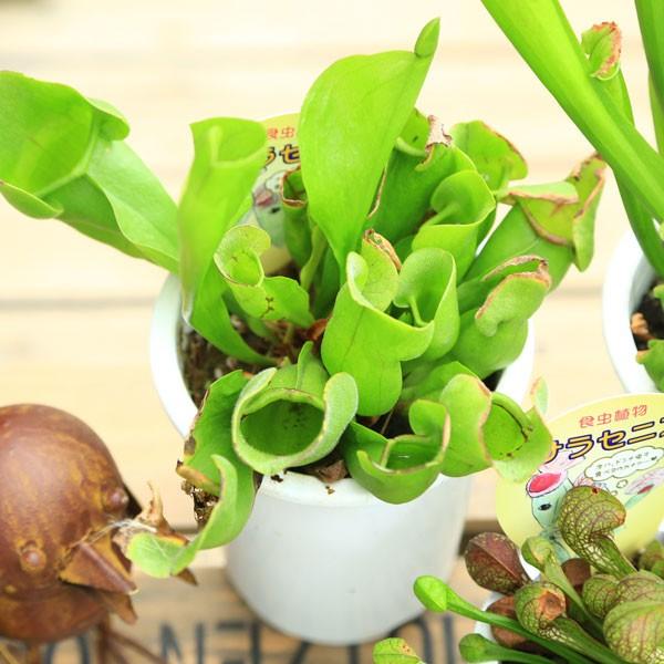 食虫植物：サラセニア*各種 : 遊恵盆栽 Yahoo!店 - 通販 - Yahoo