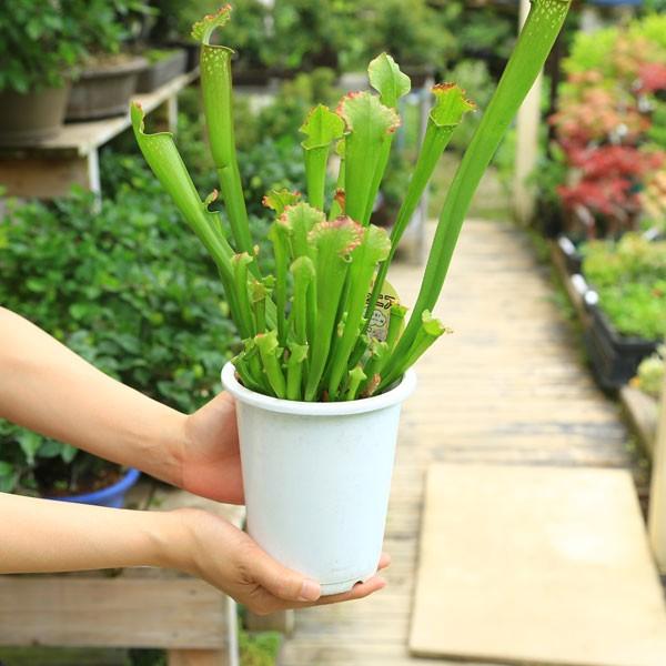 食虫植物：サラセニア*各種 : 遊恵盆栽 Yahoo!店 - 通販 - Yahoo