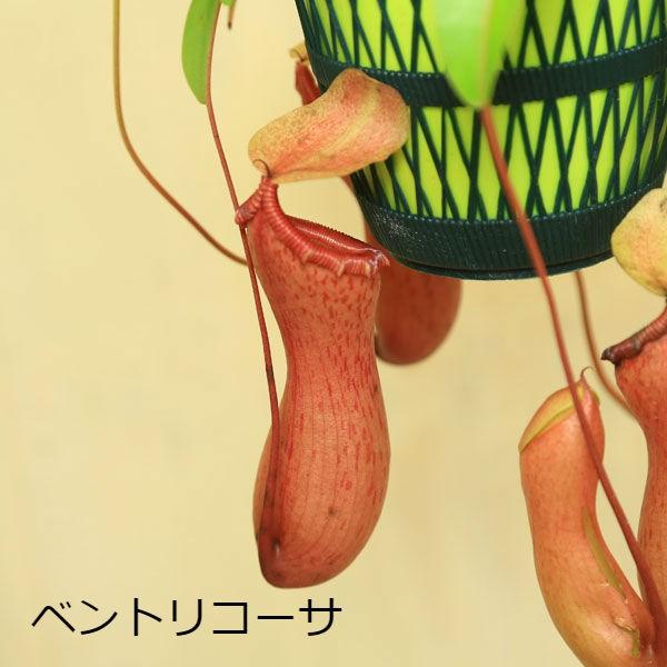 食虫植物 おしゃれ：ウツボカズラ ネペンテス*レベッカソーパー