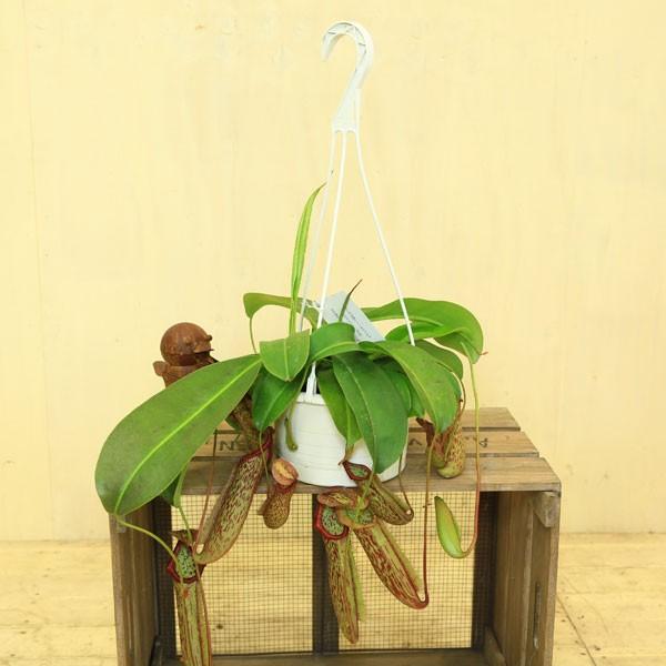 食虫植物：ウツボカズラ(ネペンテス)“ミランダ” : 遊恵盆栽 Yahoo!店