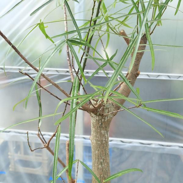 その1☆ブラキキトン☆ 2.5ｍ位☆ ブラキキトン（ボトルツリー）：ポプルネウス 7号25-02 の通販