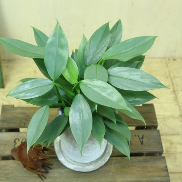 観葉植物：フィロデンドロン インベ シルバーメタル*鉢植え 受け皿付 