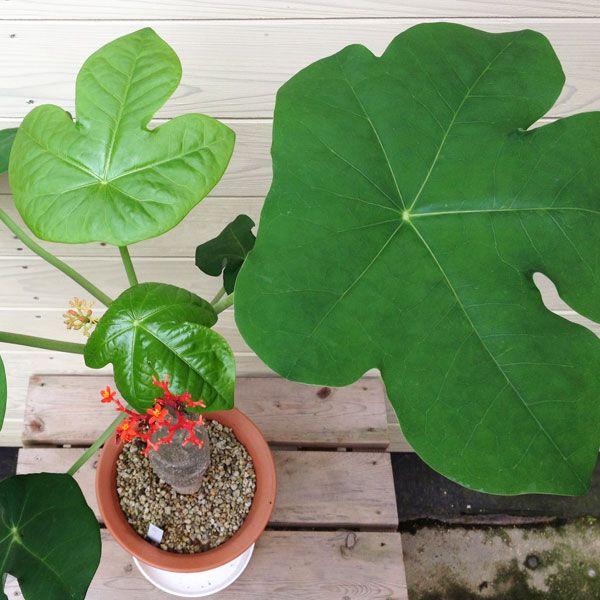 観葉植物：サンゴアブラギリ（珊瑚油桐）*5号 : 遊恵盆栽 Yahoo!店